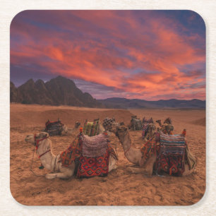 Deserts   Camels Sinai Mountains Egypt Square Paper Coaster