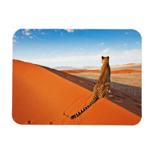 Deserts Cheetah Savannah Desert Magnet