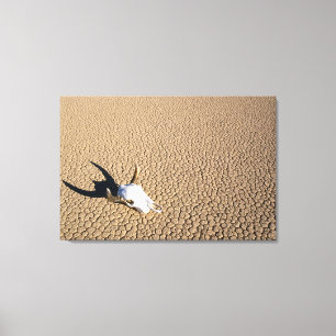 Deserts Cow Skull on the Desert Ground Canvas Print