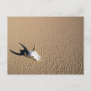 Deserts   Cow Skull on the Desert Ground Postcard