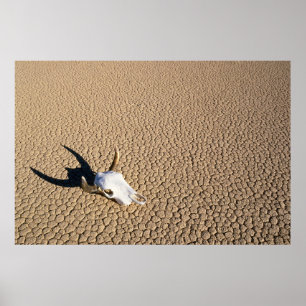 Deserts   Cow Skull on the Desert Ground Poster