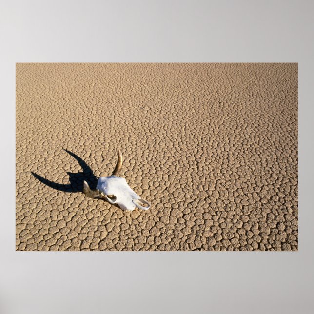 Deserts | Cow Skull on the Desert Ground Poster (Front)