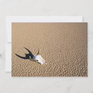 Deserts   Cow Skull on the Desert Ground Thank You Card