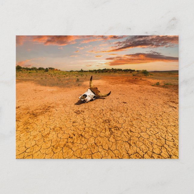 Deserts | Desert with Cow Skull Postcard (Front)
