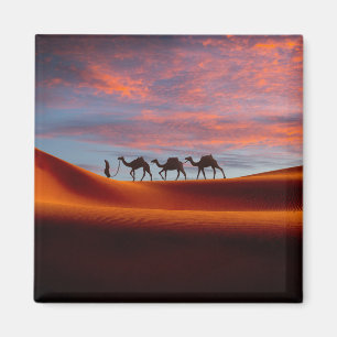 Deserts   Man & Camels in the Sand Dunes Magnet