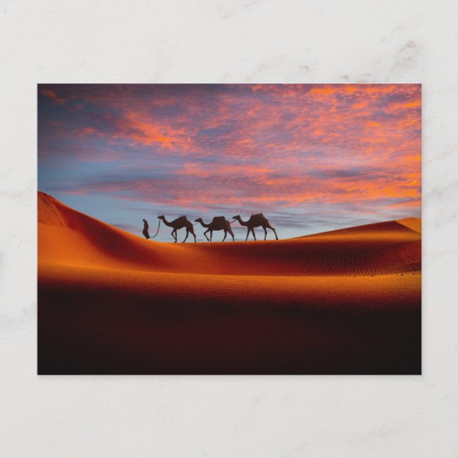 Deserts | Man & Camels in the Sand Dunes Postcard (Front)