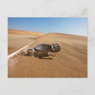 Deserts   Namaqua Chameleon in Desert Postcard