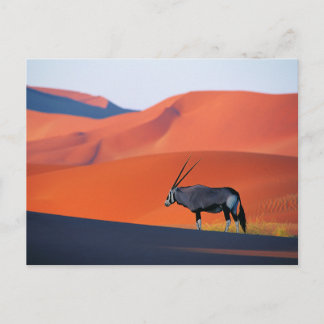 Deserts | Namib Desert Oryx Postcard