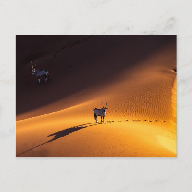 Deserts | Namib Naukluft National Park Kenya Postcard (Front)