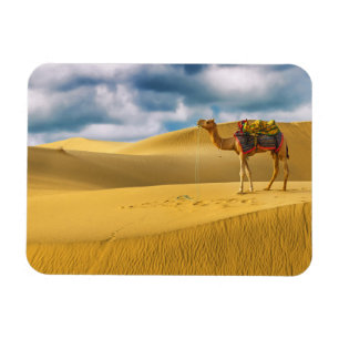 Deserts   Thar Desert Rajasthan India Camel Magnet
