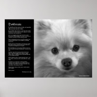 Desiderata - Fine Art Pomeranian Puppy