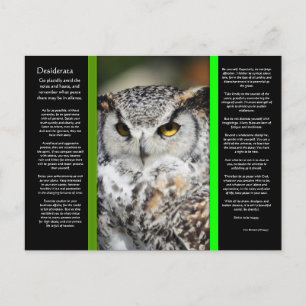 DESIDERATA Great Horn Owl Postcard 1