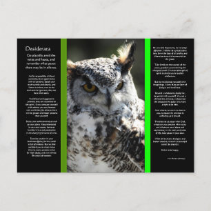 DESIDERATA Great Horn Owl Postcard 2