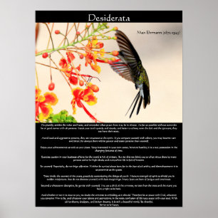 Desiderata Hummingbird buzzing a flower Poster