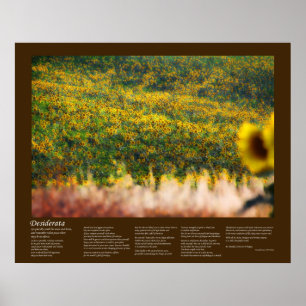 Desiderata - Sunflower Fields in Sunshine Poster