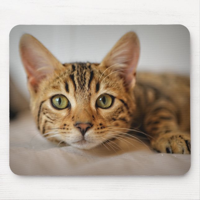 Design - Cute Kitten Mouse Mat (Front)