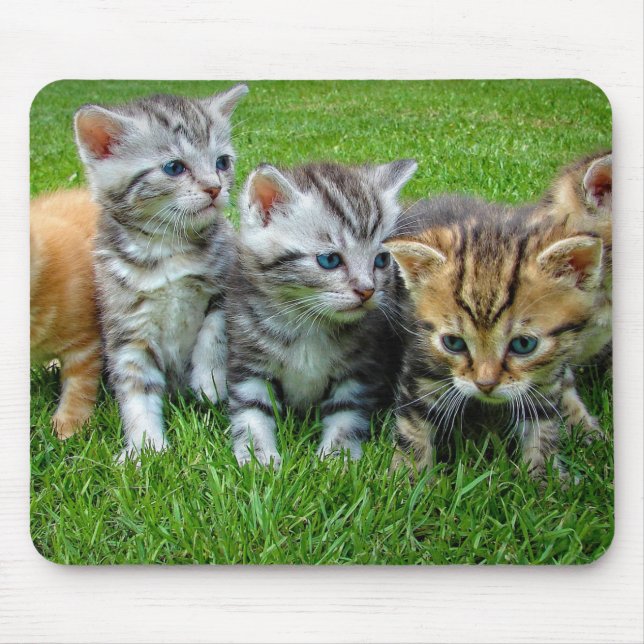 Design - Cute kittens Mouse Mat (Front)