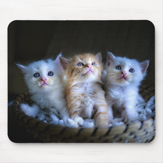 Design - Cute Kittens Mouse Mat (Front)