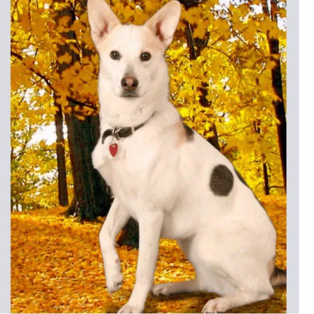 Design High Quality Custom Acrylic Photo Statuette Standing Photo Sculpture (Front)