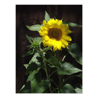 Designer Giant Yellow Sunflower on Dark Fence Photo Print