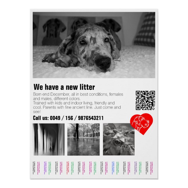 Designer Great Dane Puppy Poster (Front)