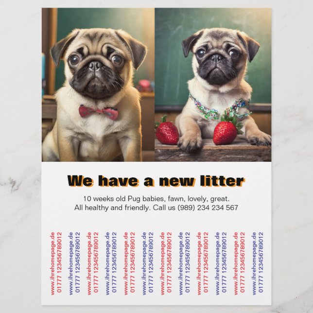Designer Pug Puppies to sold Flyer  (Front)