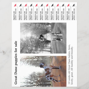 Designer Tear off Great Dane Flyer