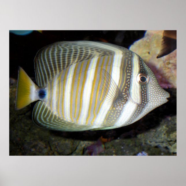Desjardin’s sailfin tang (Zebrasoma desjardinii) Poster (Front)