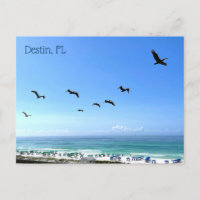 Destin Florida Pelicans Seaside Ocean Photography