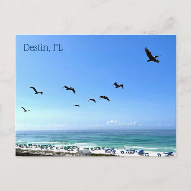 Destin Florida Pelicans Seaside Ocean Photography Postcard (Front)