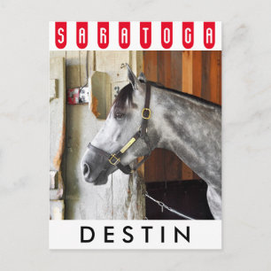 Destin - Horse Haven Postcard
