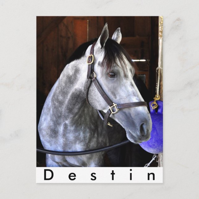 Destin Postcard (Front)