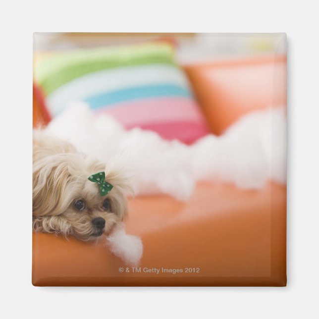 Destructive dog magnet (Front)