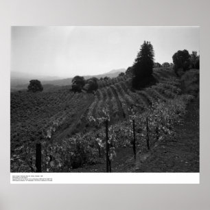 Detail, Draper Vineyards near St. Helena, 1966 Poster