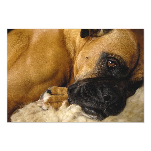 Detail of a Boxer Photo Print (Front)