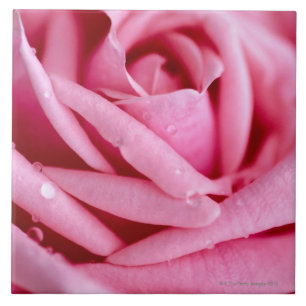 Detail of a Rose Tile