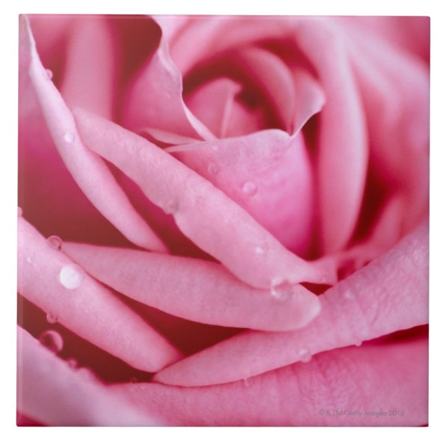 Detail of a Rose Tile (Front)