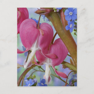 Detail of bleeding hearts and Brunnera Jack Postcard
