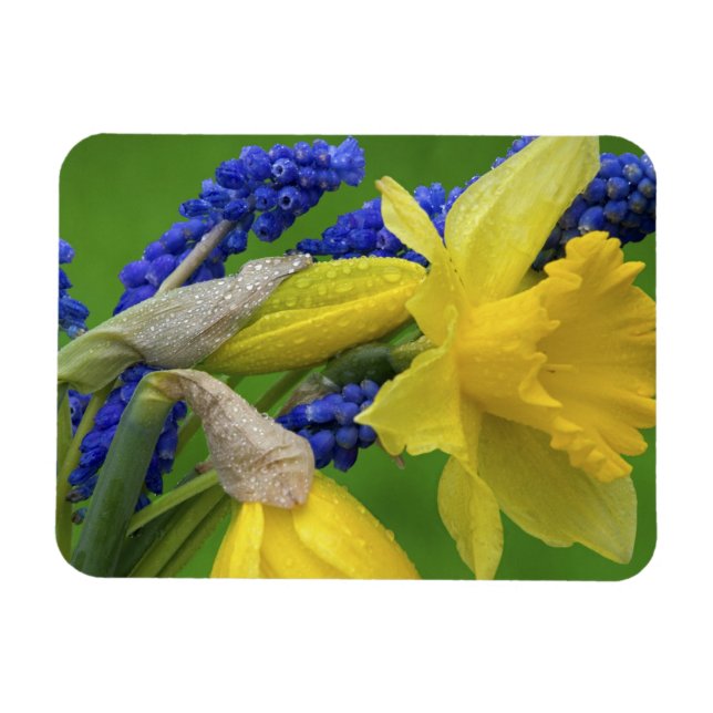 Detail of daffodil and hyacinth flowers. Credit Magnet (Horizontal)