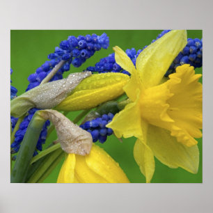 Detail of daffodil and hyacinth flowers. Credit Poster