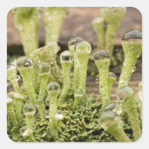 Detail of raindrops on lichen. Credit as: Don Square Sticker