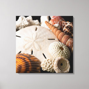 Detail Of Seashells From Around The World 2 Canvas Print