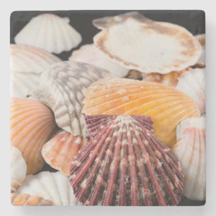 Detail Of Seashells From Around The World 2 Stone Coaster