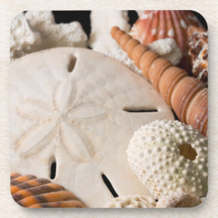 Detail Of Seashells From Around The World Coaster