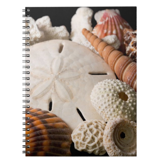 Detail Of Seashells From Around The World Notebook (Front)