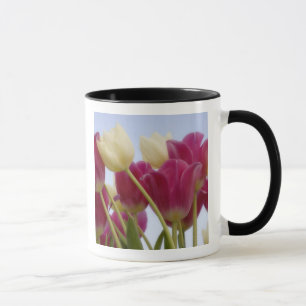 Detail of tulips. Credit as: Don Paulson / Mug