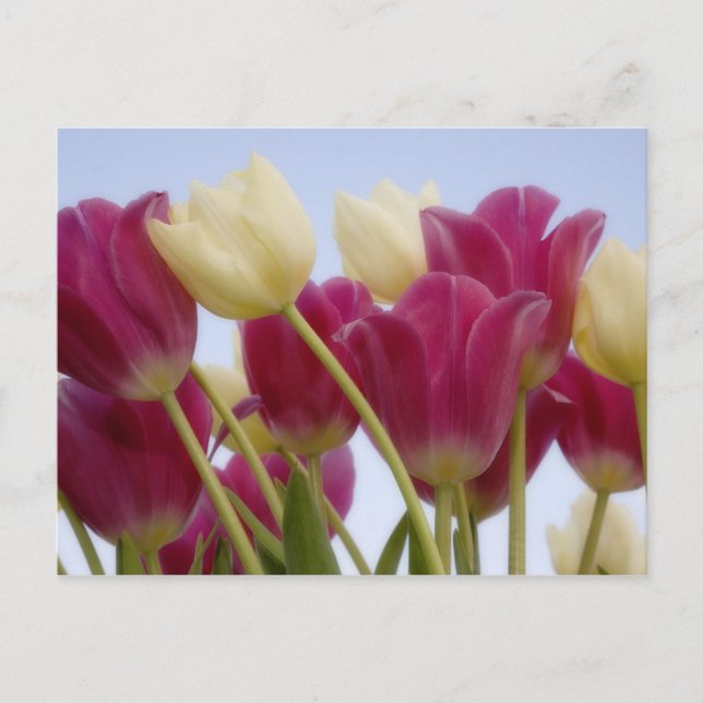 Detail of tulips. Credit as: Don Paulson / Postcard (Front)