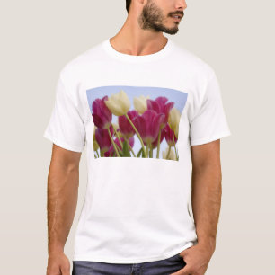 Detail of tulips. Credit as: Don Paulson / T-Shirt