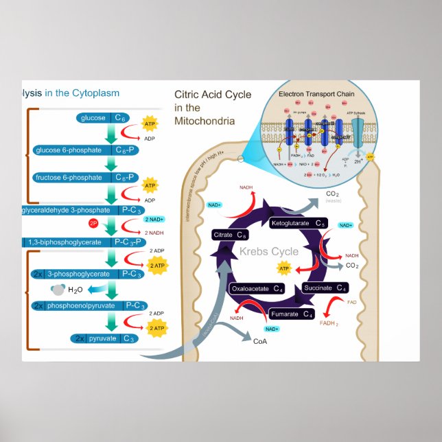 Detailed Diagram of Cellular Respiration Poster (Front)