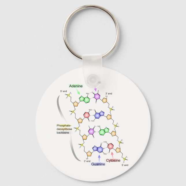 Detailed Diagram of the Chemical structure of DNA Key Ring (Front)